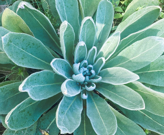 1st year Great Mullein rosette. 